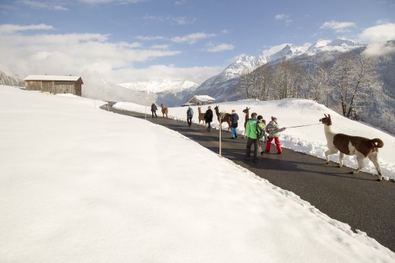 Incentive Lama Trekking im Montafon Incentive Lama Trekking im Montafon