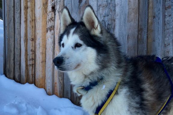 Husky Incentive, Vorarlberg