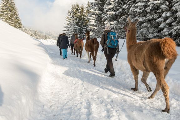 Rahmenprogramm Lamatrekking im Montafon