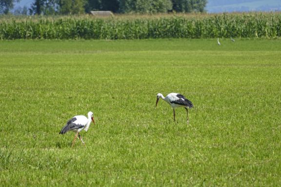 Störche Birdsclub Rheindelta Störche Birdsclub Rheindelta