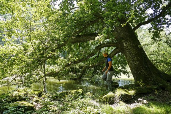 Birdwatching Birdsclub Rheindelta