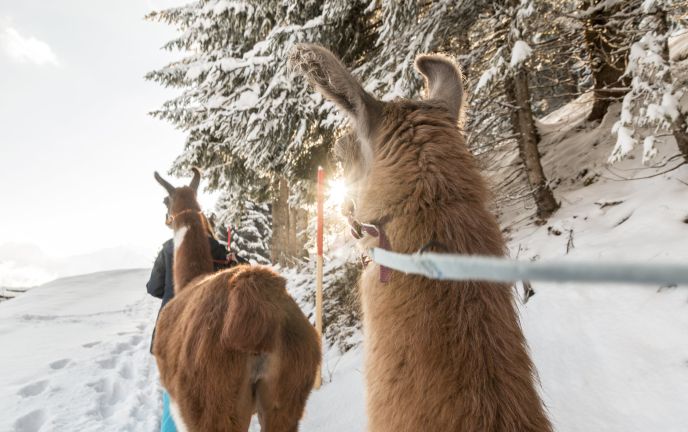 Lama Trekking im Montafon Lama Trekking im Montafon