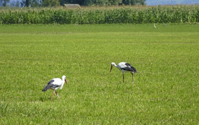 Störche Birdsclub Rheindelta Störche Birdsclub Rheindelta