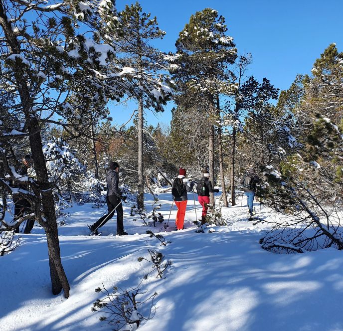 Schneeschuhwanderung am Bödele Vorarlberger Naturpicknick, Schneeschuhwanderung Bödele (c) Sabrina Lutz, Bodensee-Vorarlberg Tourismus (5).jpg