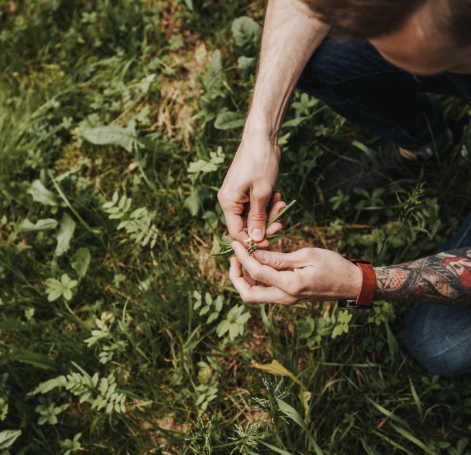 Kräutergarten Kochmeisterei, Hohenems