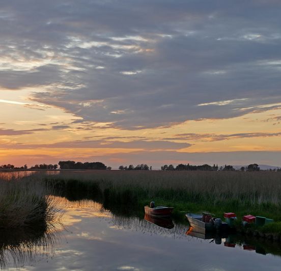 Birdwatching BirdsClub Rheindelta Birdwatching BirdsClub Rheindelta