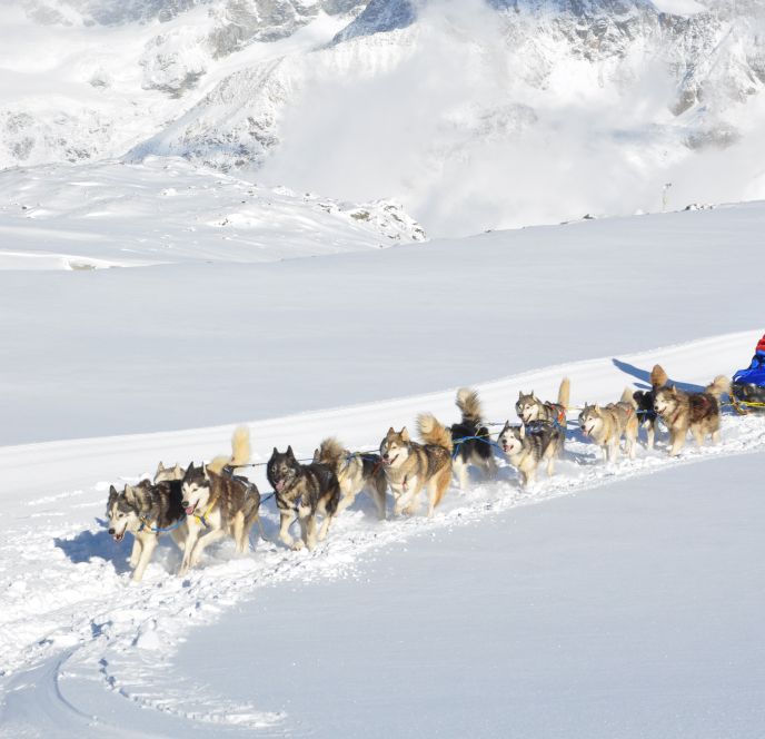 Husky Incentive, Vorarlberg Husky Incentive, Vorarlberg