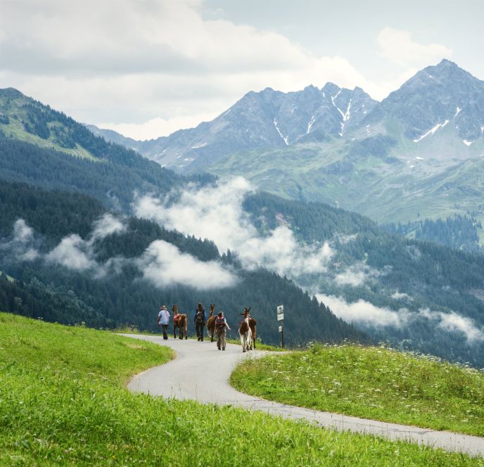 Lama-Trekking im Montafon Lama-Trekking im Montafon